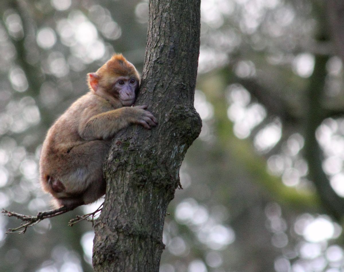 A Barbary macaque in the cedar forest near Azrou